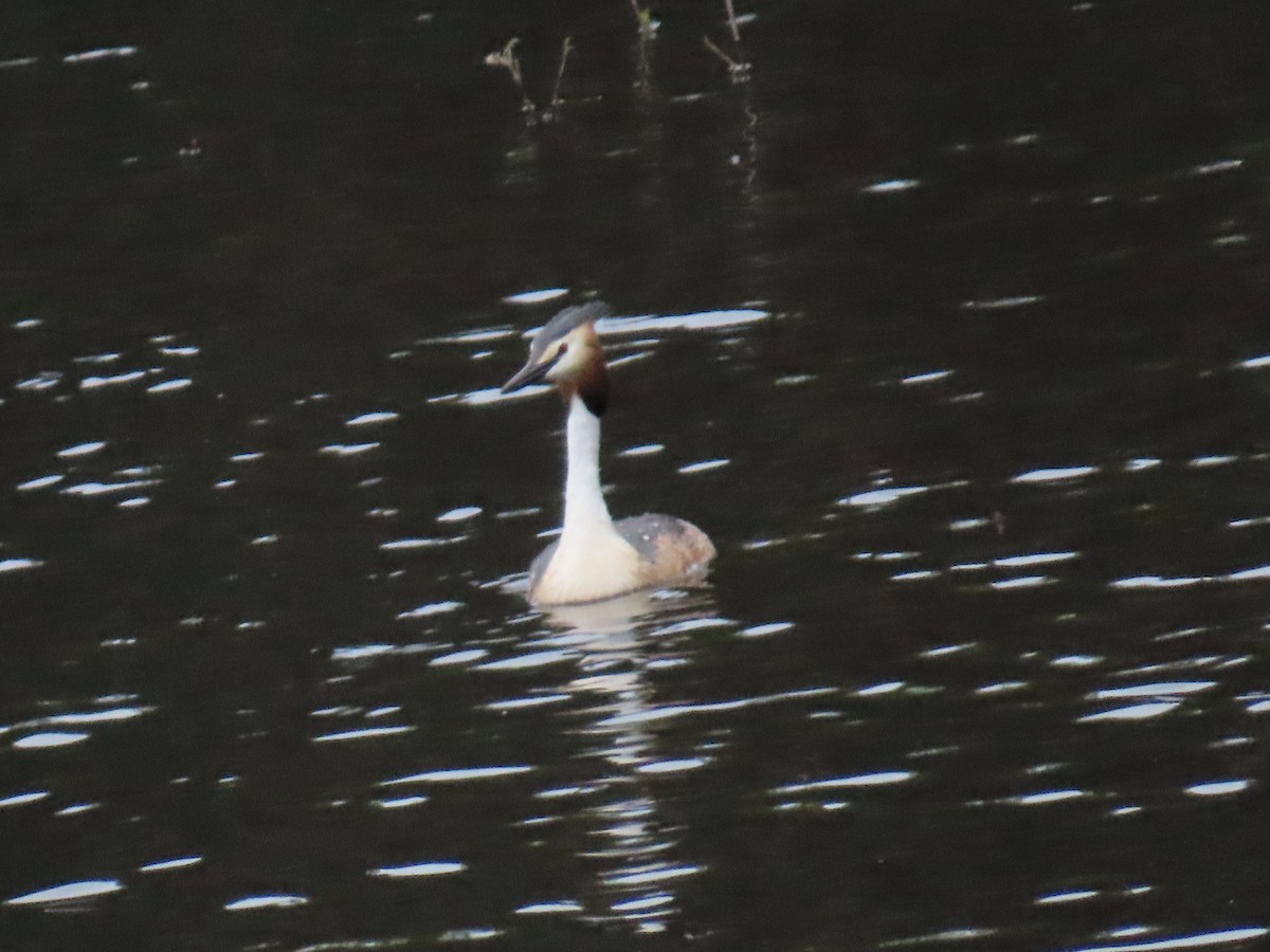 Great Crested Grebe - ML619925585