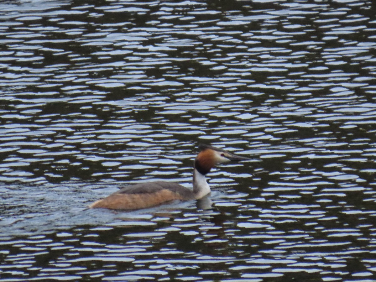 Great Crested Grebe - ML619925587