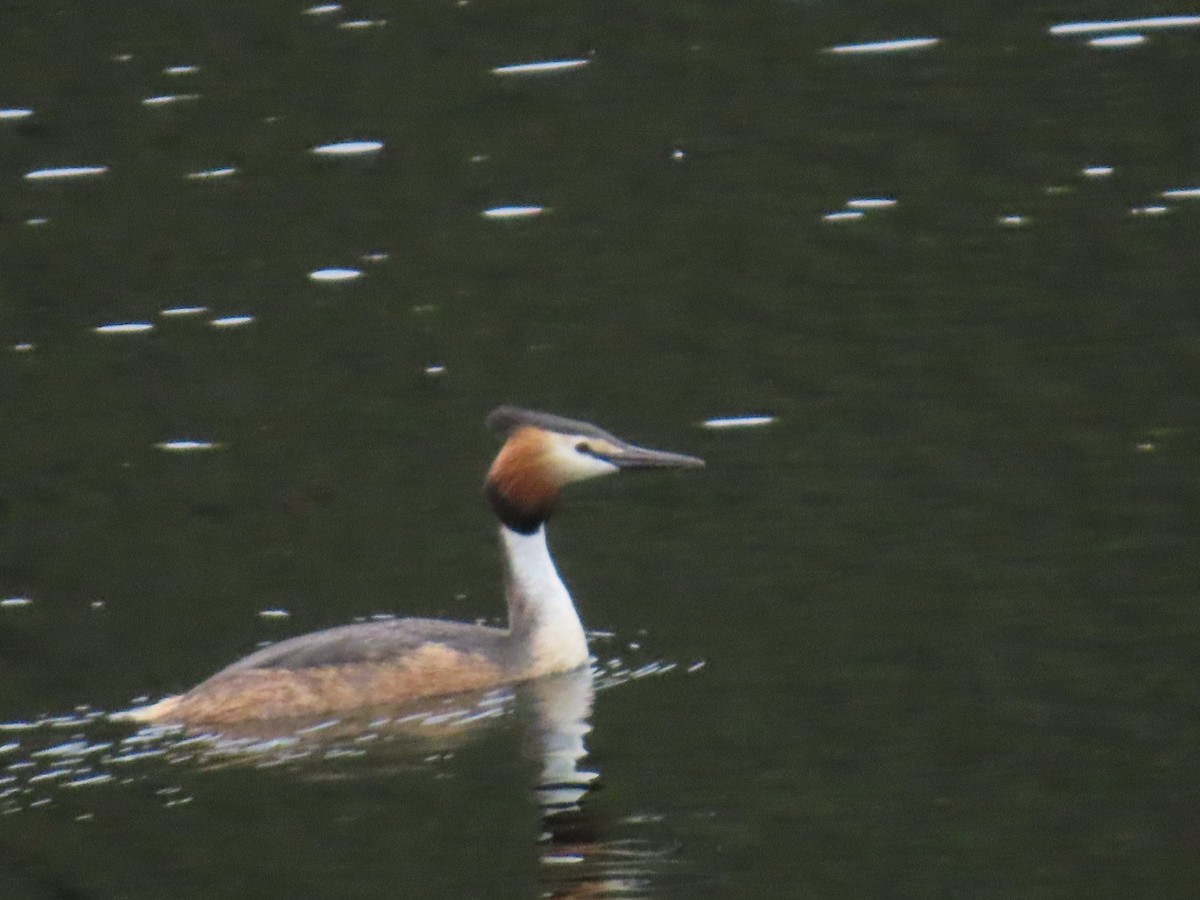 Great Crested Grebe - ML619925588