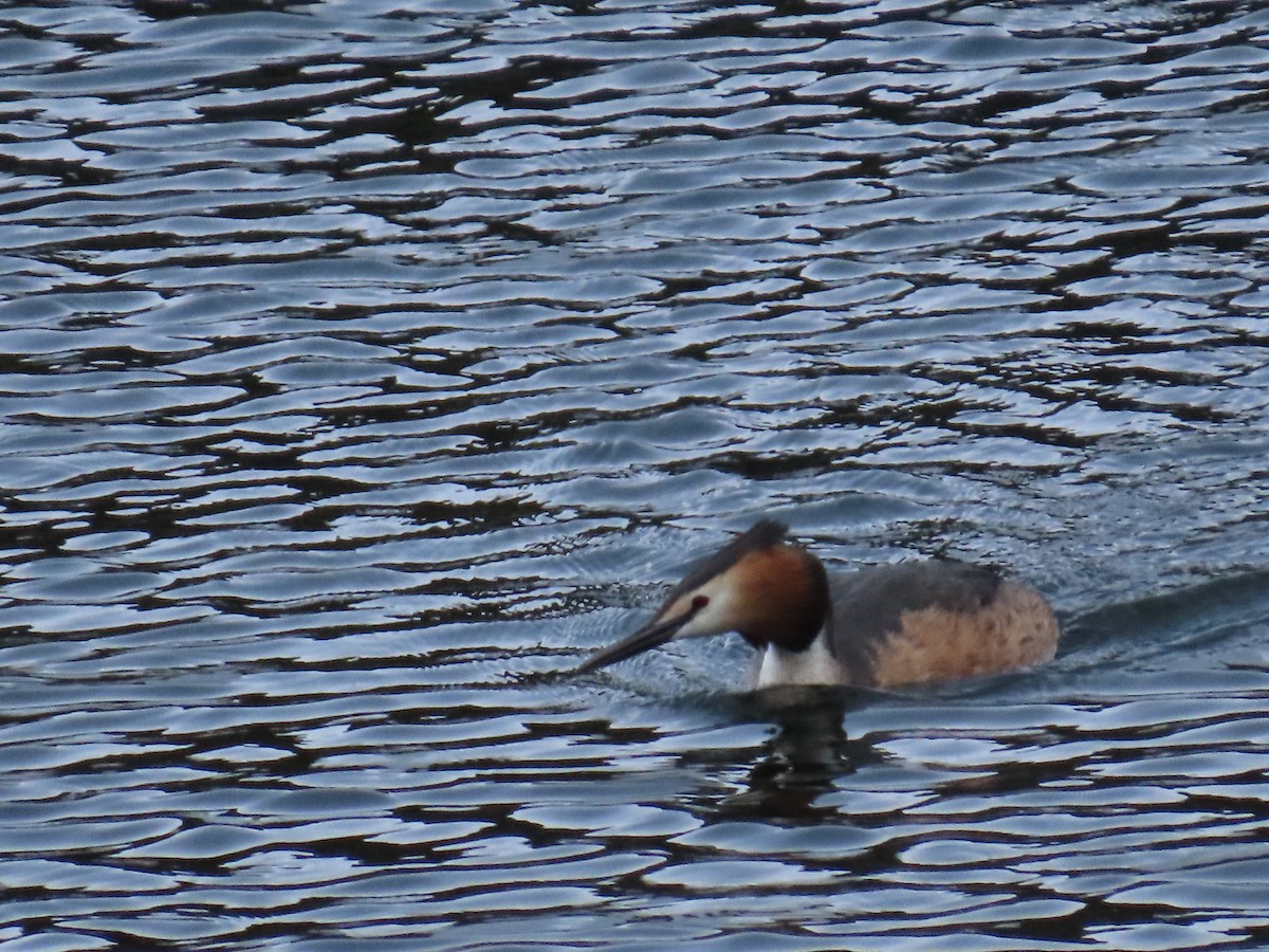 Great Crested Grebe - ML619925589