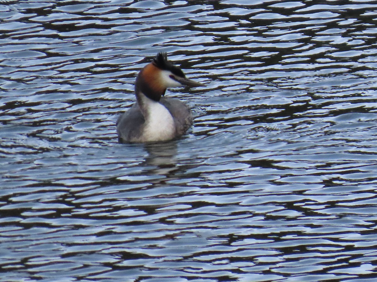 Great Crested Grebe - ML619925590