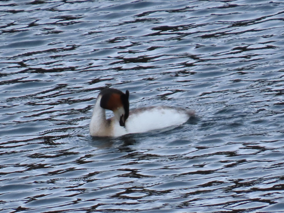 Great Crested Grebe - ML619925592