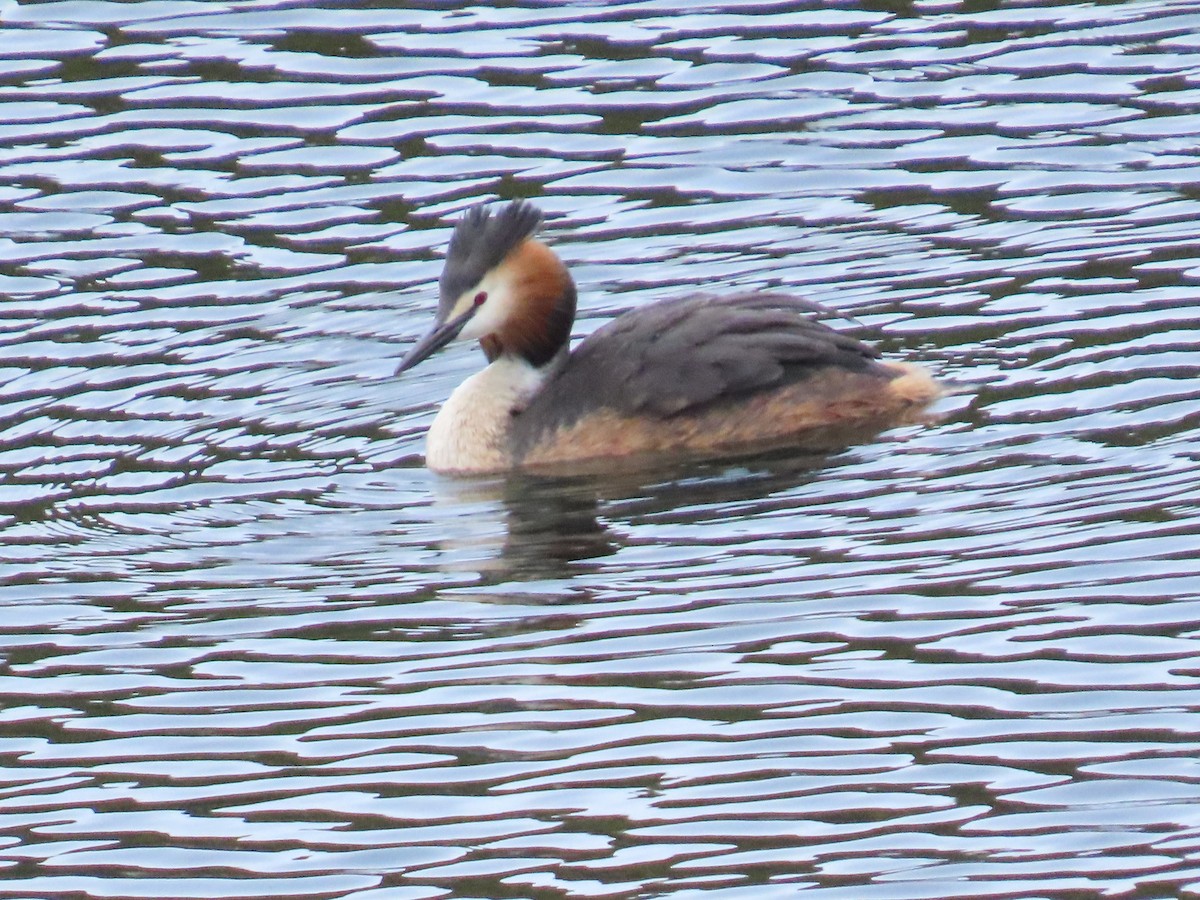 Great Crested Grebe - ML619925593