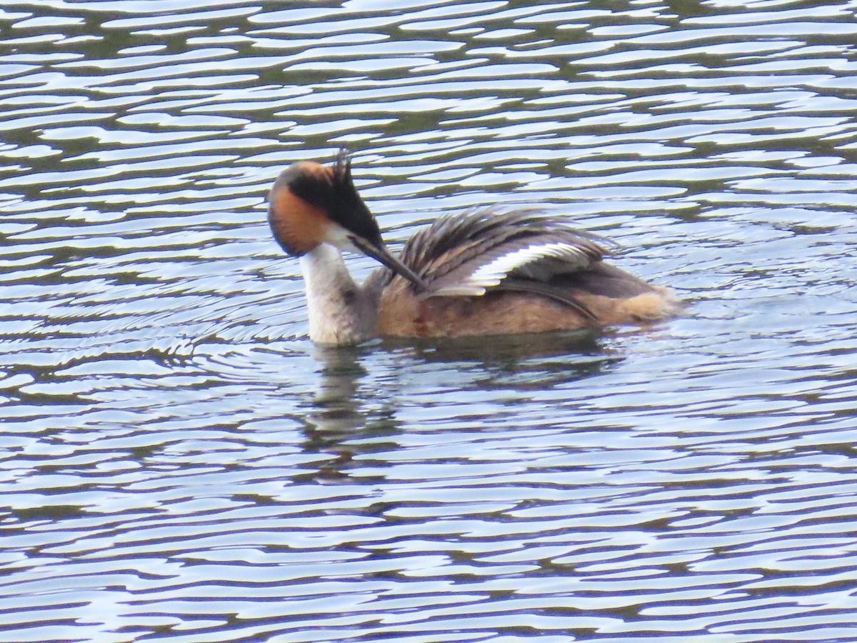 Great Crested Grebe - MARIO GONÇALVES
