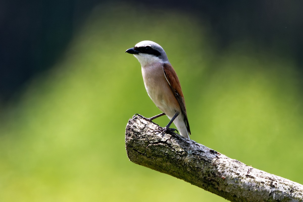 Red-backed Shrike - ML619925608