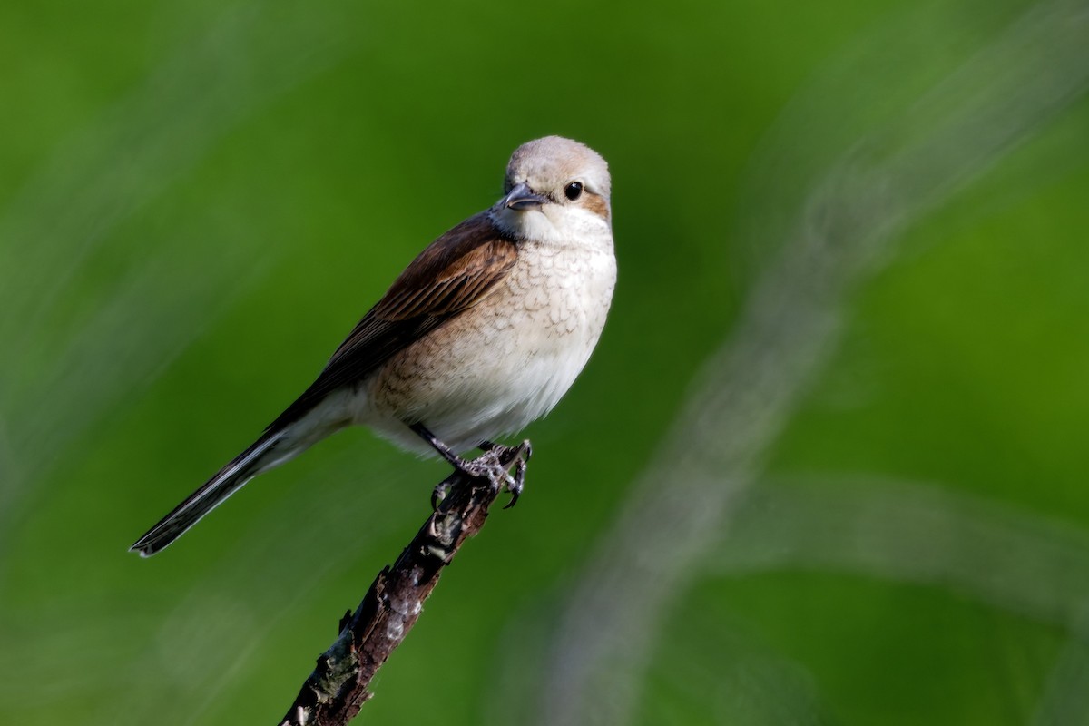 Red-backed Shrike - ML619925609