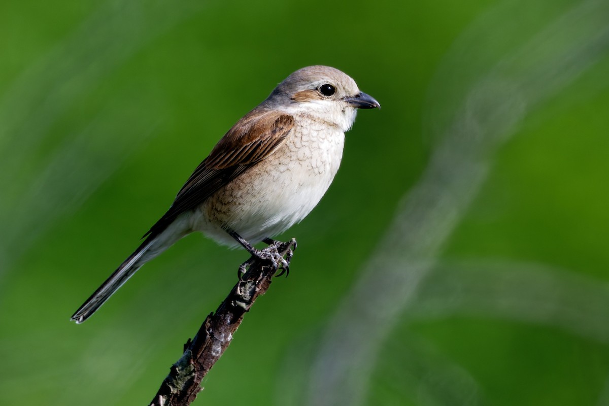 Red-backed Shrike - ML619925611