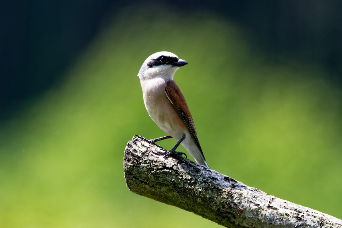 Red-backed Shrike - ML619925612