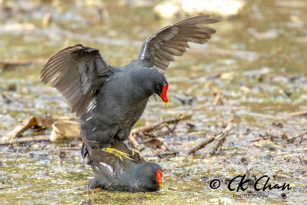 Eurasian Moorhen - ML619925620