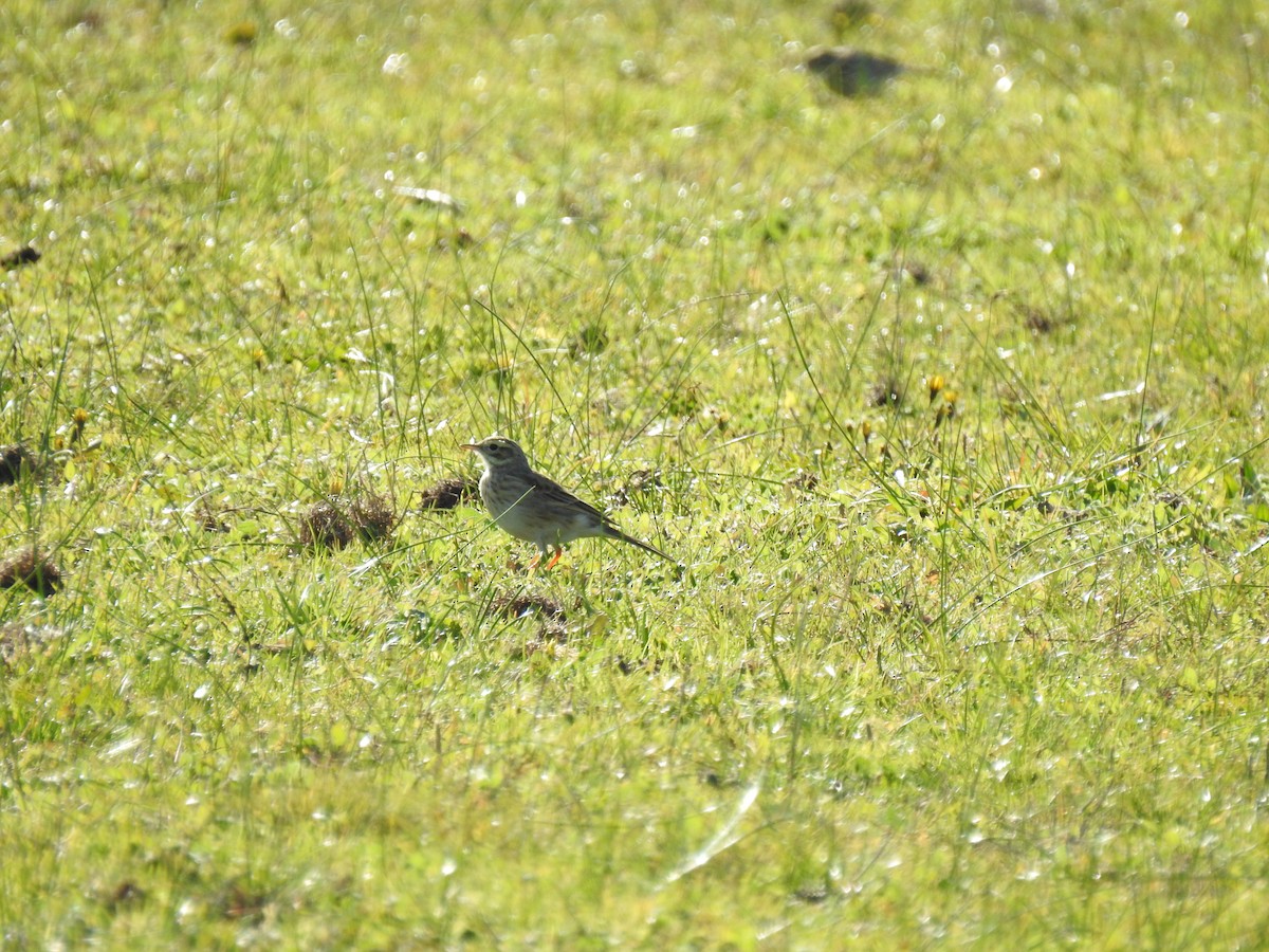 Australian Pipit - ML619925623