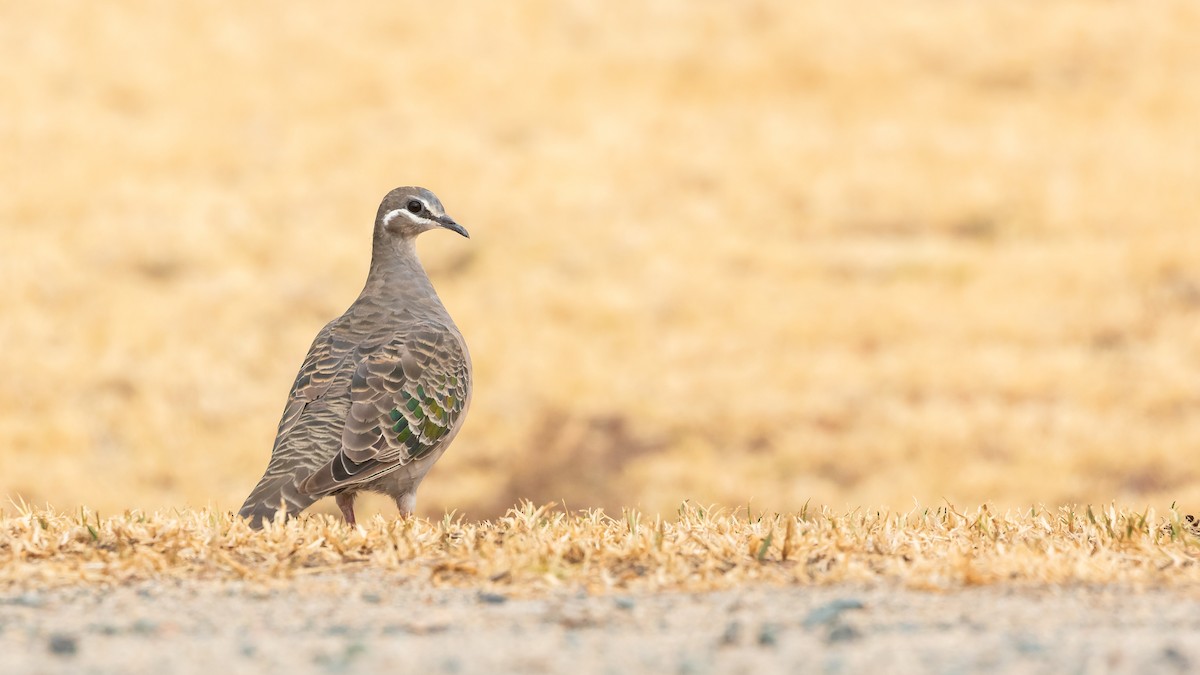 Common Bronzewing - ML619925626