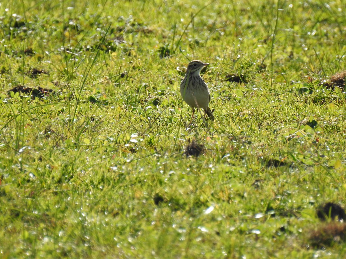 Australian Pipit - ML619925627