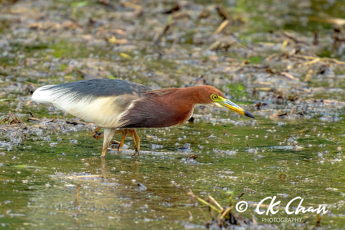 Chinese Pond-Heron - ML619925629