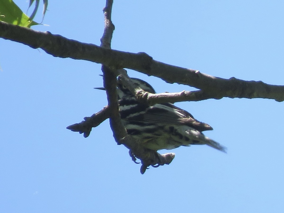 Black-and-white Warbler - ML619925638