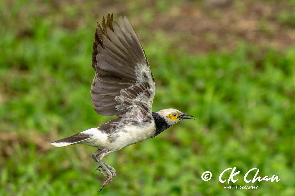 黑領椋鳥 - ML619925642