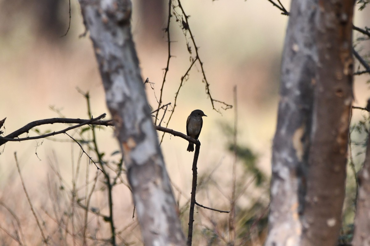 Taiga/Red-breasted Flycatcher - ML619925644
