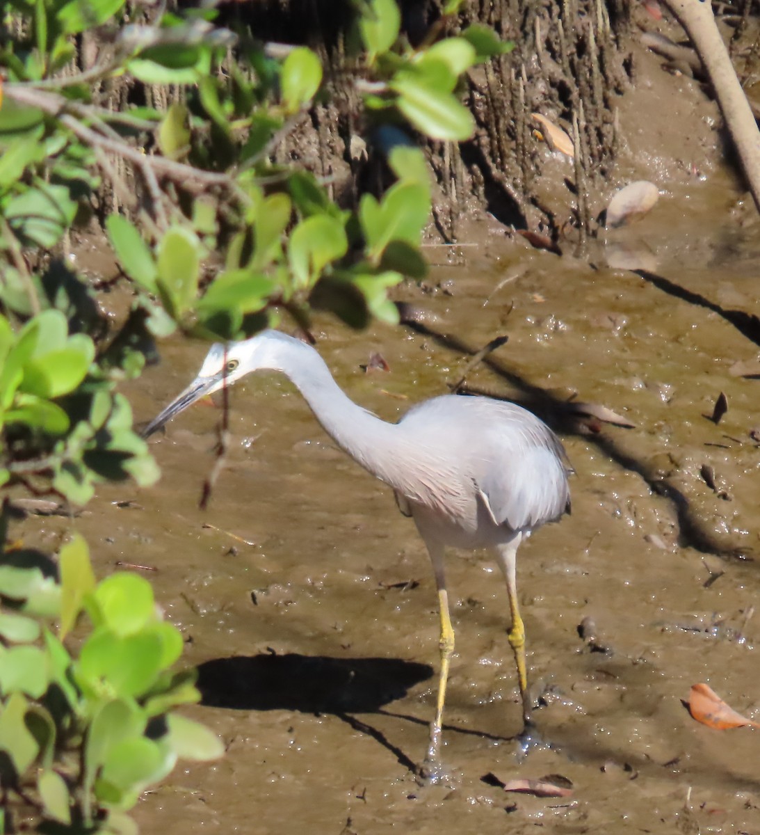 White-faced Heron - ML619925661