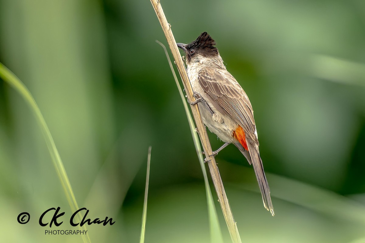 Bulbul Ventridorado - ML619925667