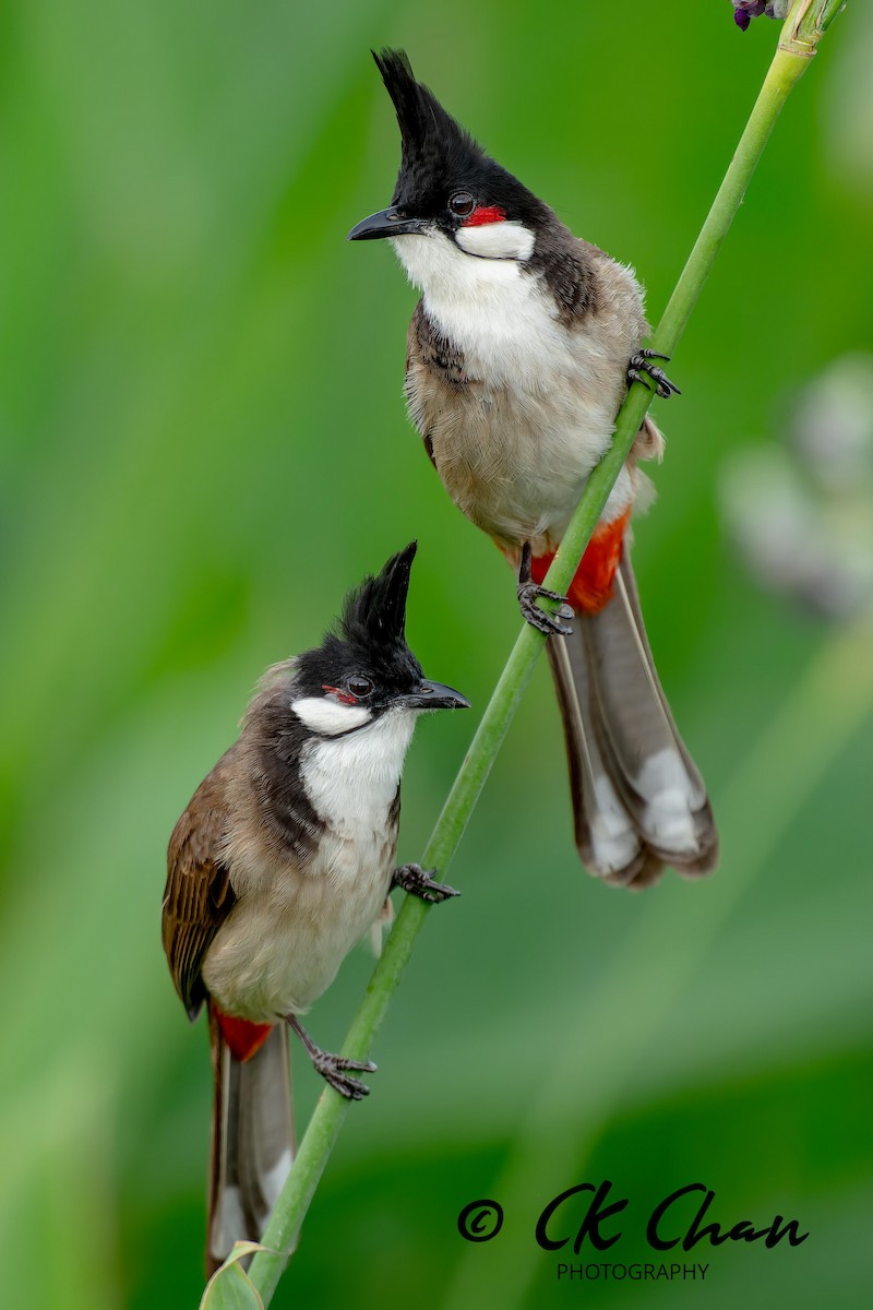 Red-whiskered Bulbul - ML619925668