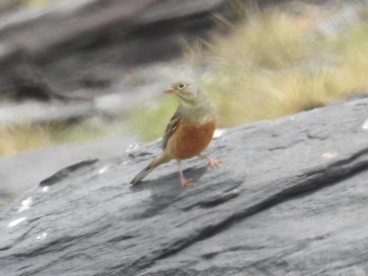 Ortolan Bunting - ML619925670