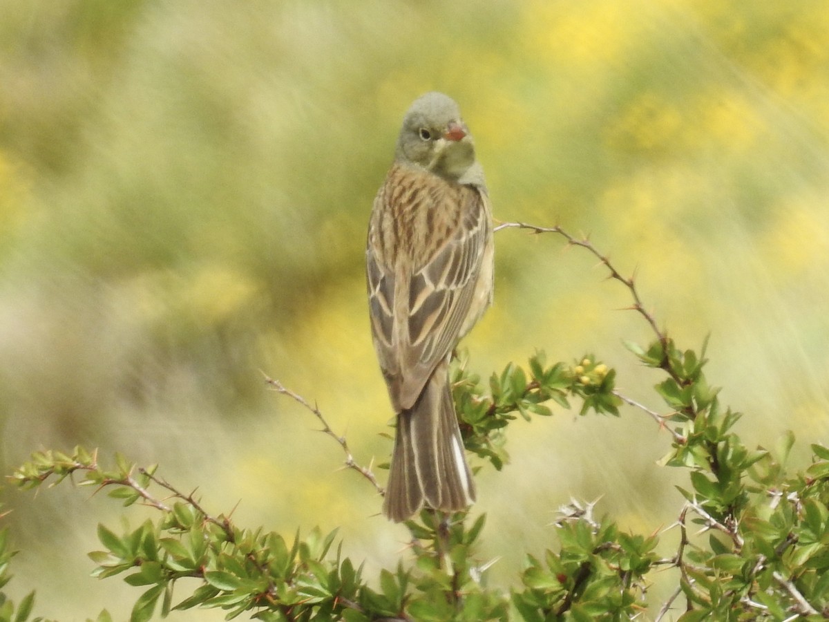 Ortolan Bunting - David Cristóbal Huertas