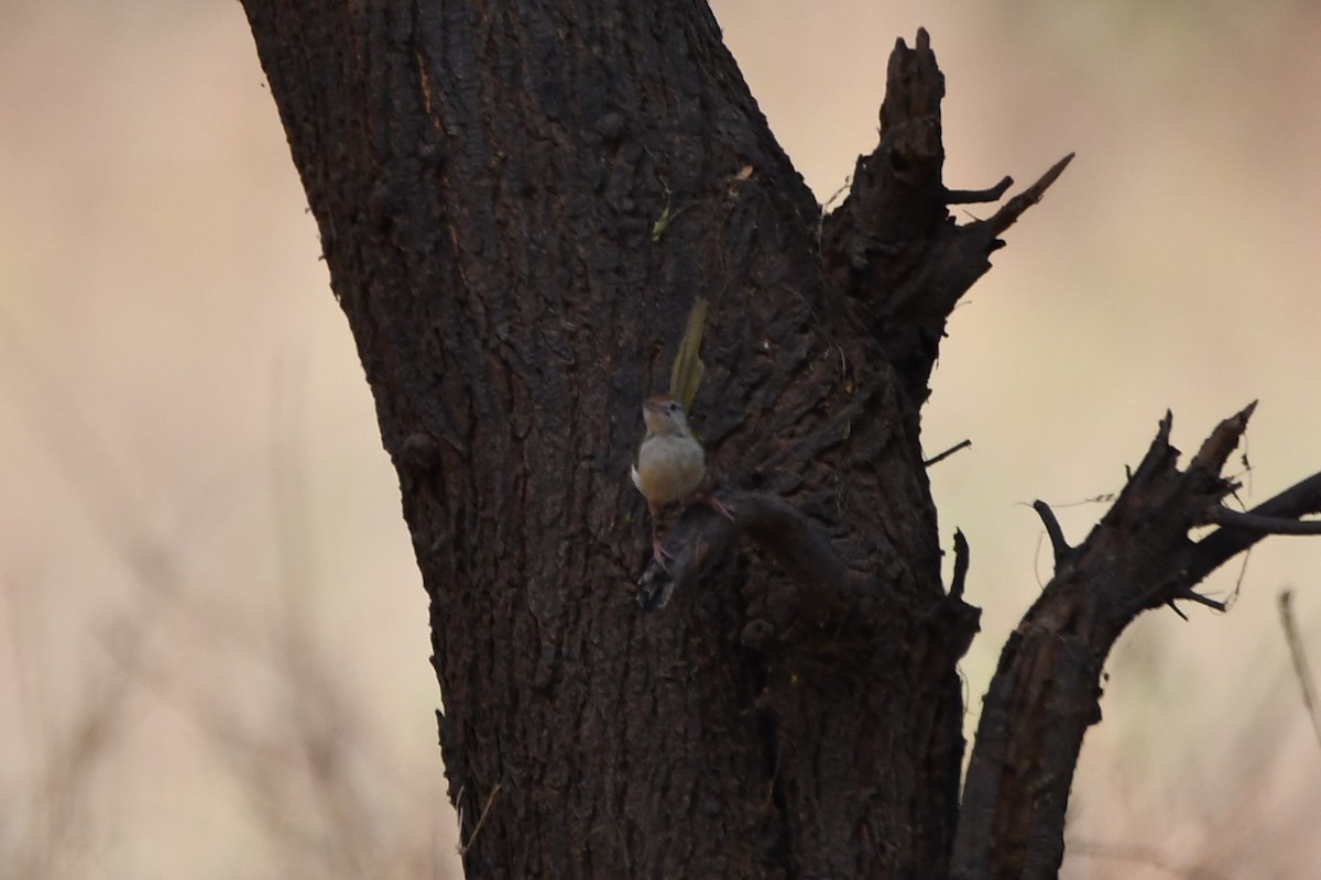 Common Tailorbird - ML619925672