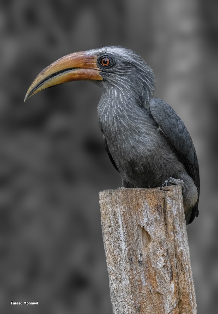Malabar Gray Hornbill - ML619925685