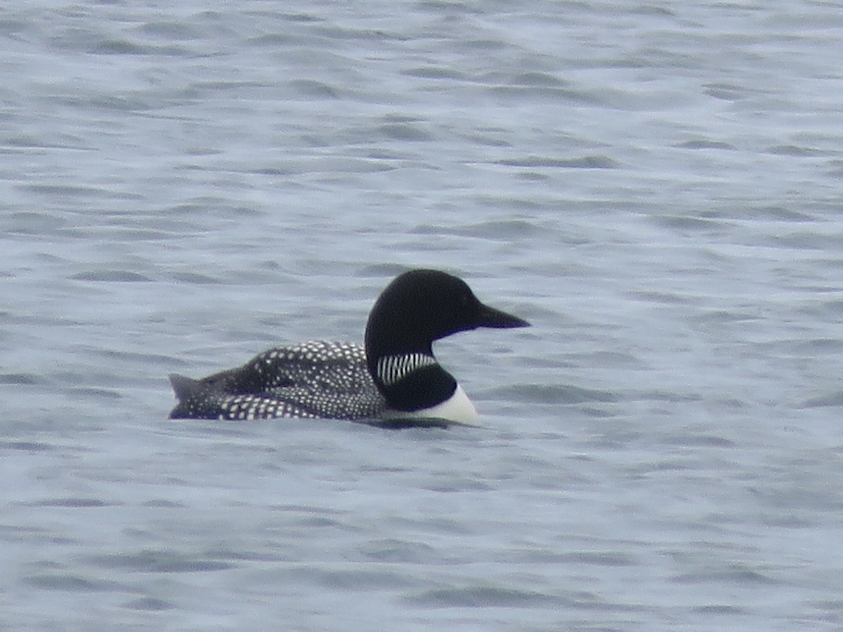 Common Loon - ML619925691