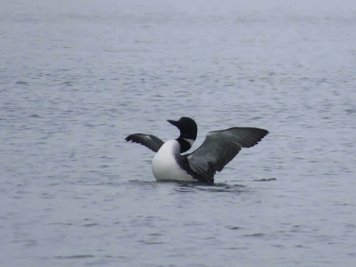 Common Loon - ML619925692