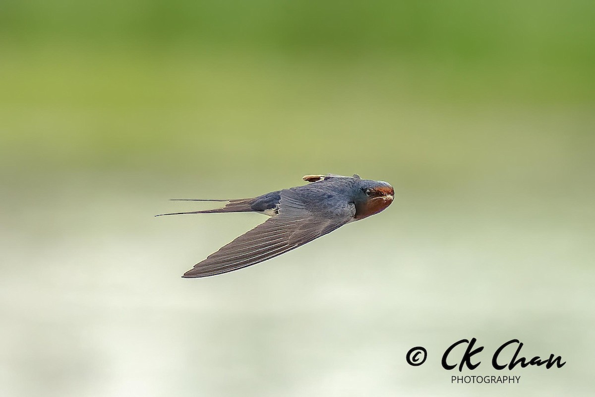 Barn Swallow - ML619925696