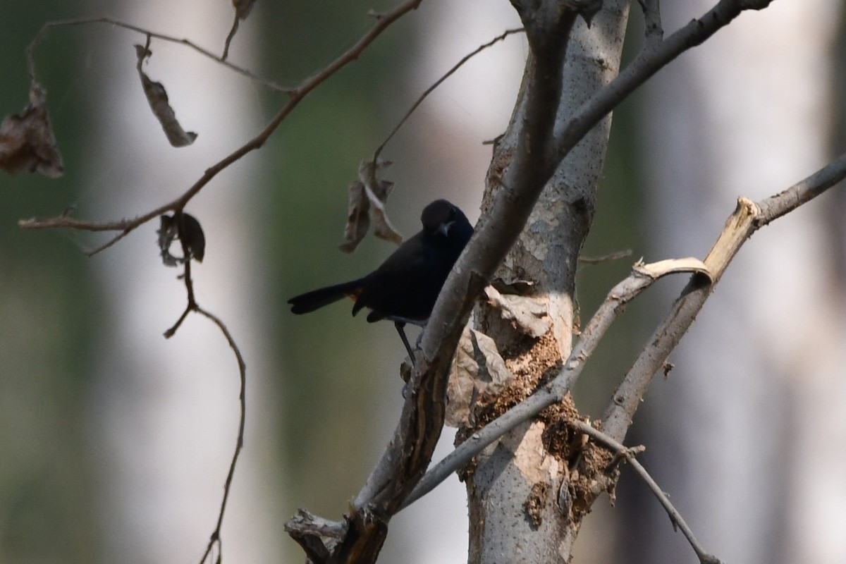 Indian Robin - ML619925697