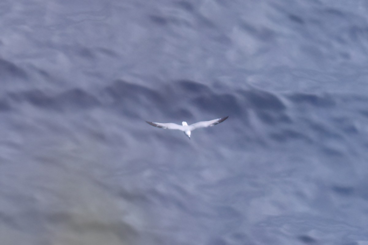 Audouin's Gull - ML619925704