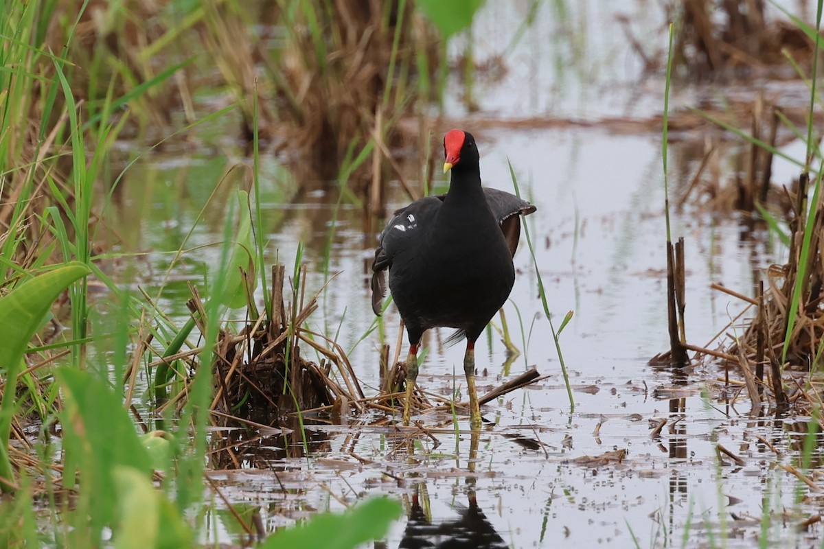 Eurasian Moorhen - ML619925717