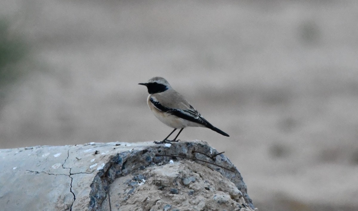 Desert Wheatear - ML619925740