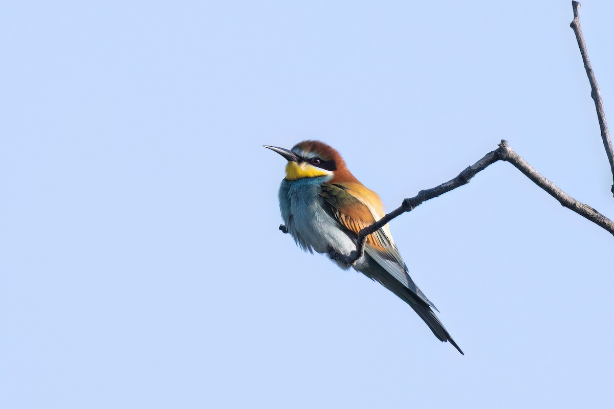 European Bee-eater - ML619925750