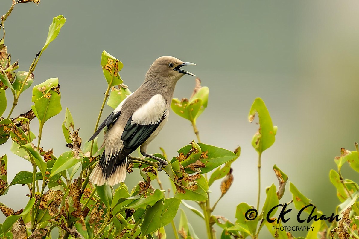 White-shouldered Starling - ML619925765