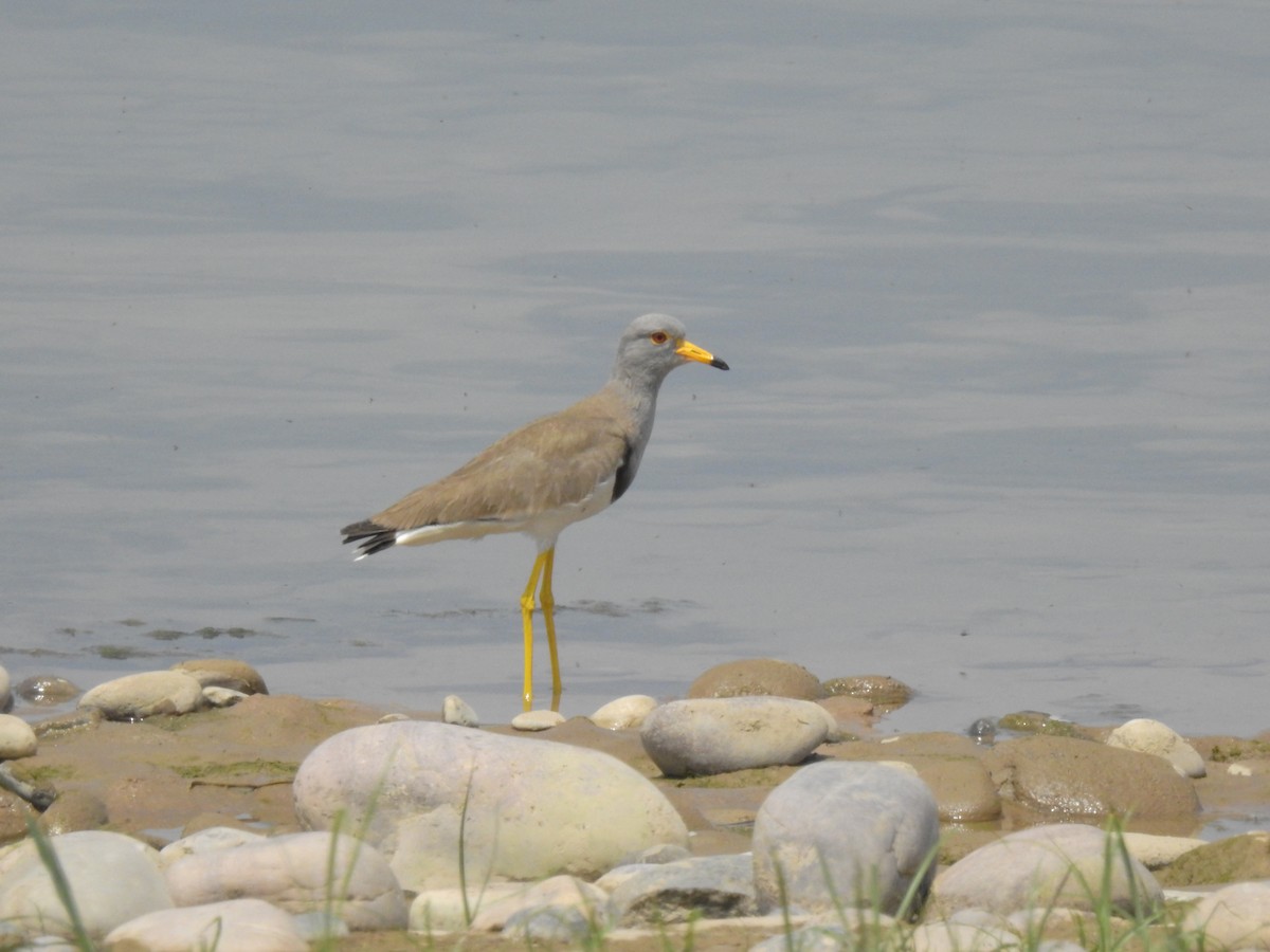 Gray-headed Lapwing - ML619925768