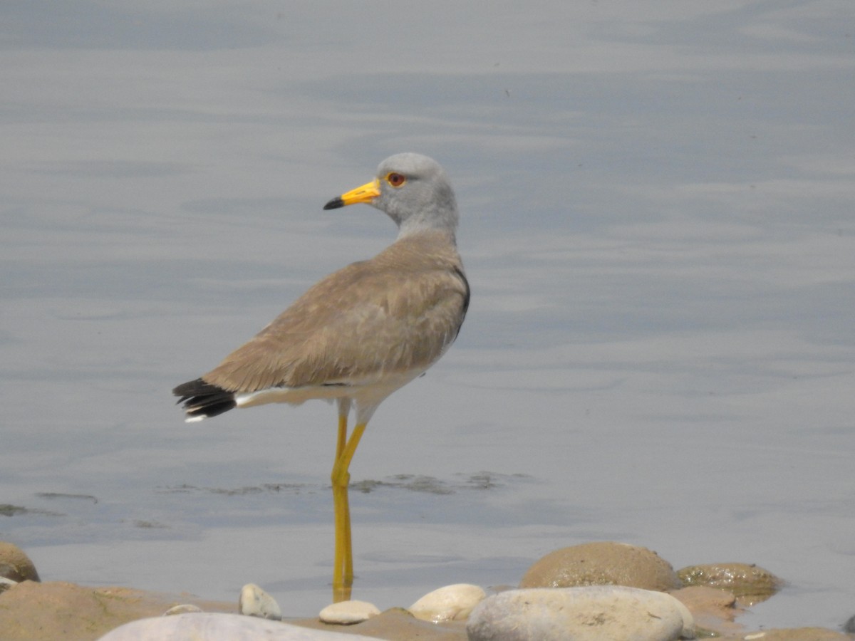 Gray-headed Lapwing - ML619925769