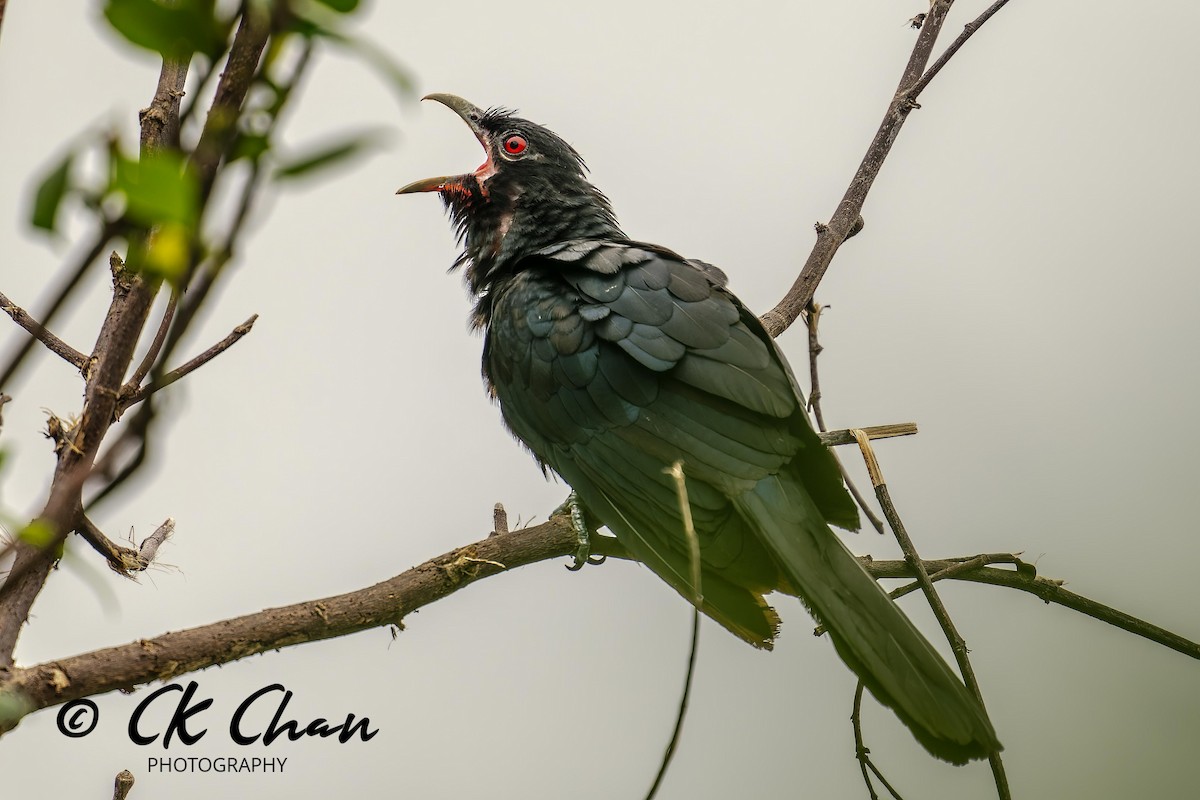 Asian Koel - ML619925781