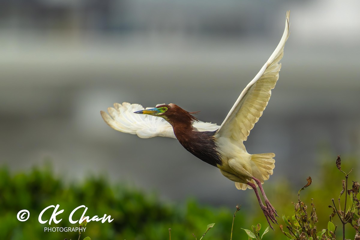 Chinese Pond-Heron - ML619925782