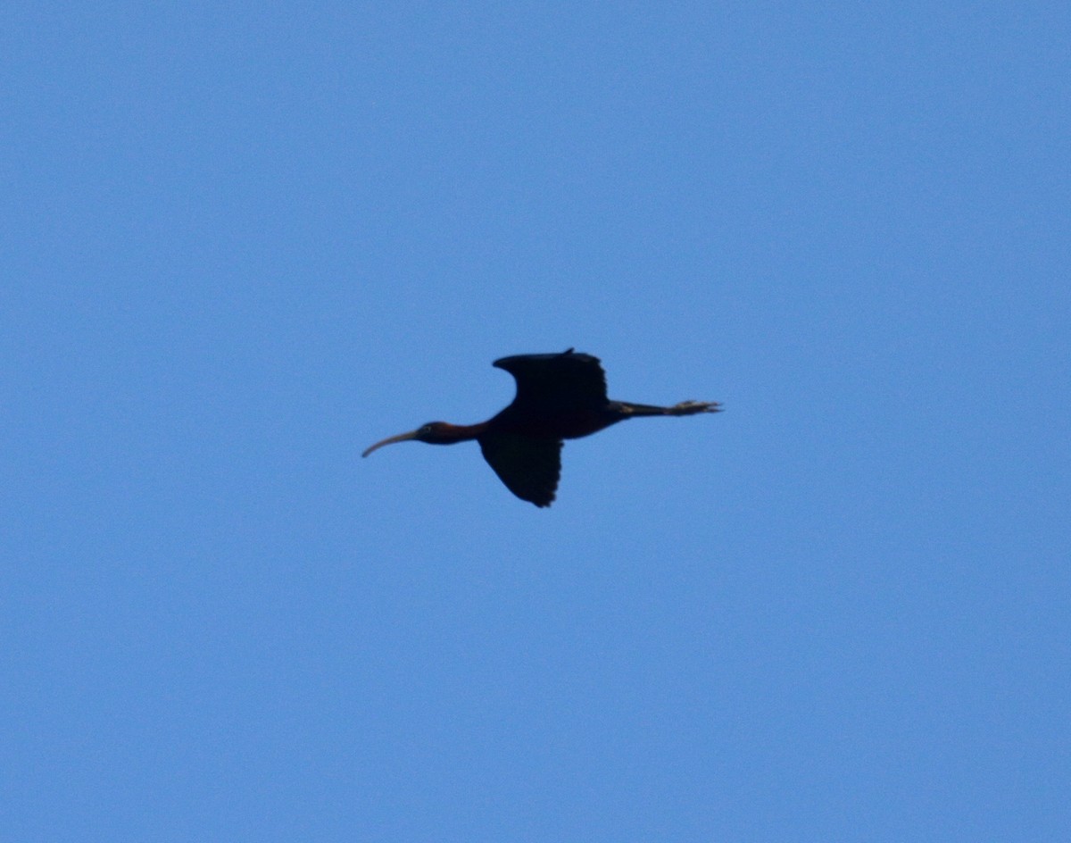 ibis hnědý - ML619925797
