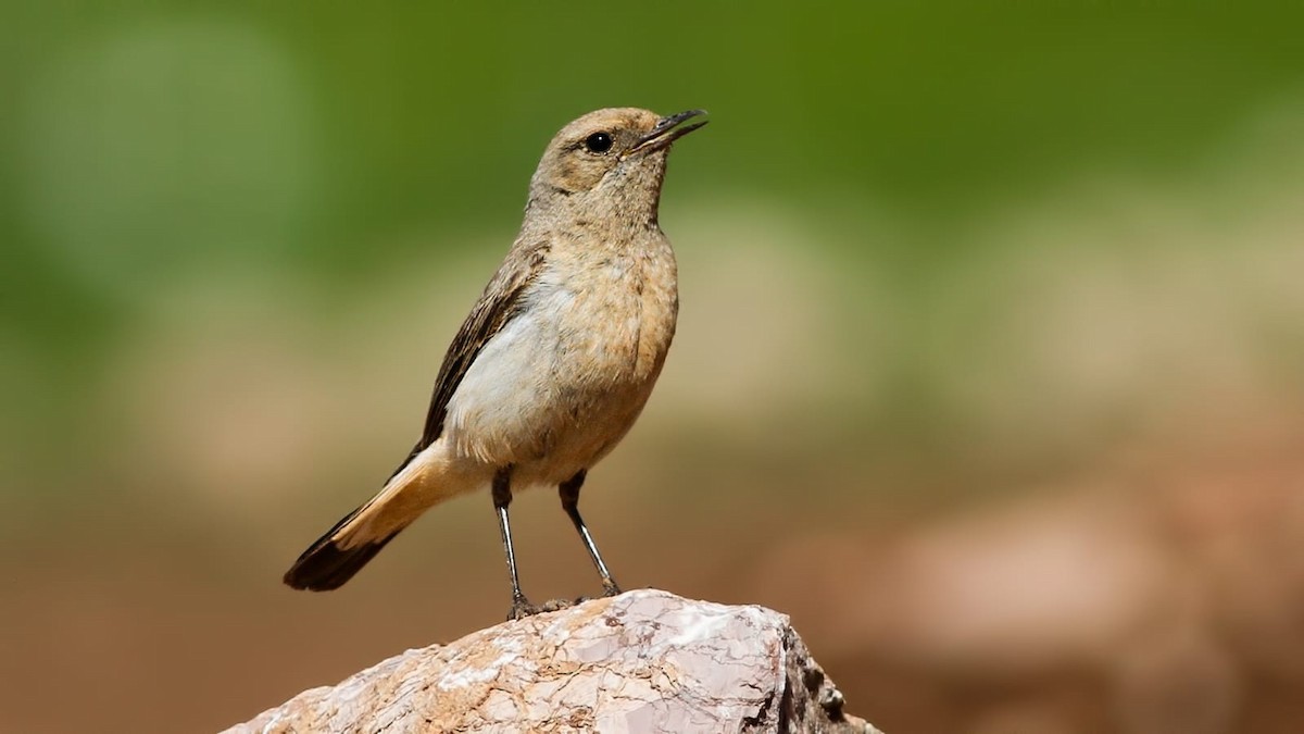 wheatear sp. - ML619925809