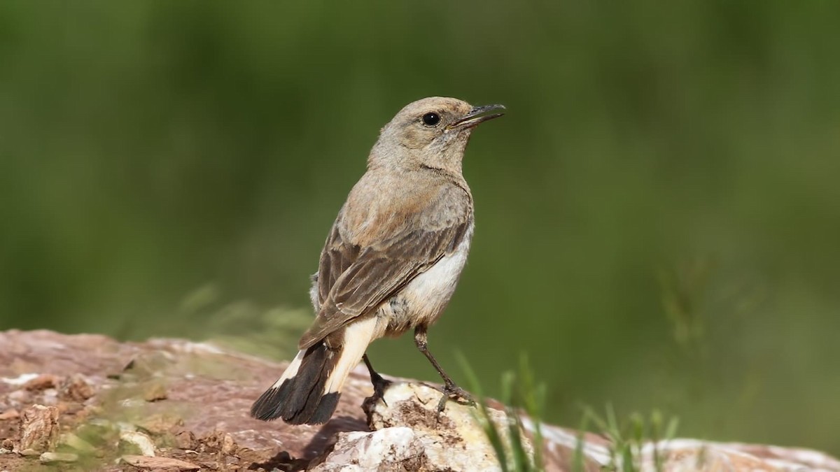 wheatear sp. - ML619925813