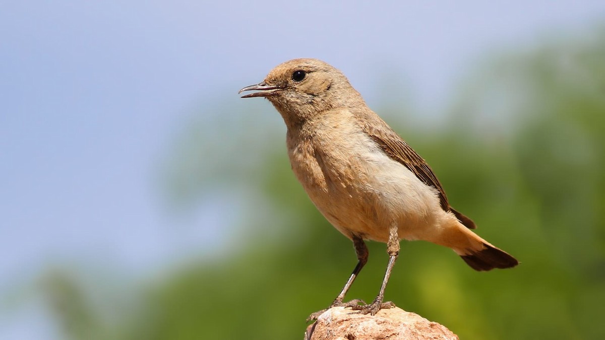 wheatear sp. - ML619925814