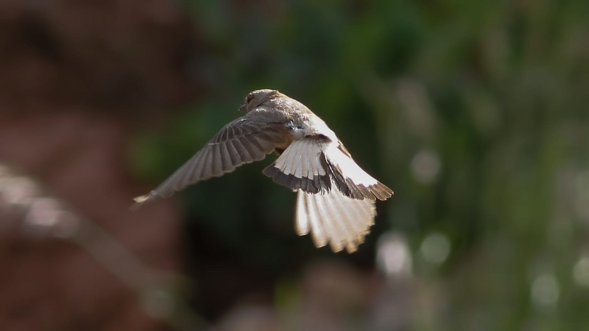 wheatear sp. - ML619925819