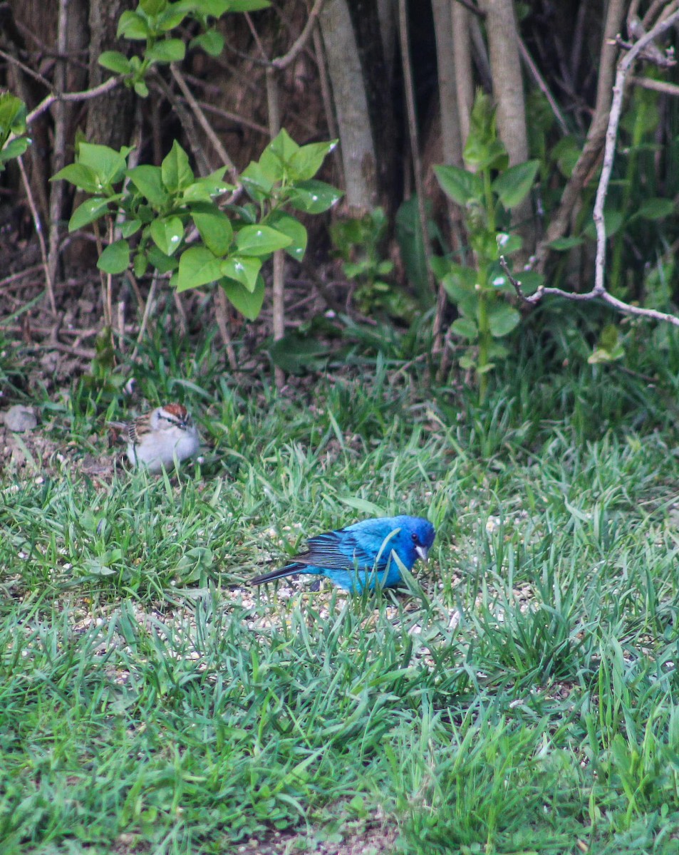 Indigo Bunting - ML619925828