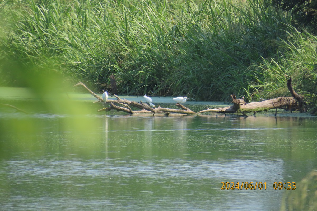 Snowy Egret - ML619925830