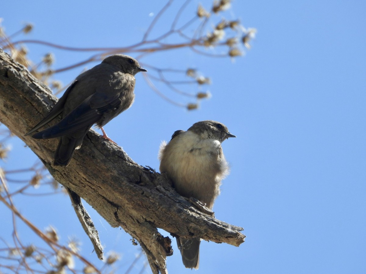 Eurasian Crag-Martin - ML619925831