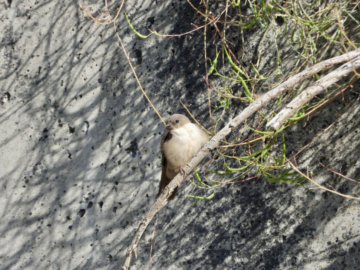 Eurasian Crag-Martin - ML619925833