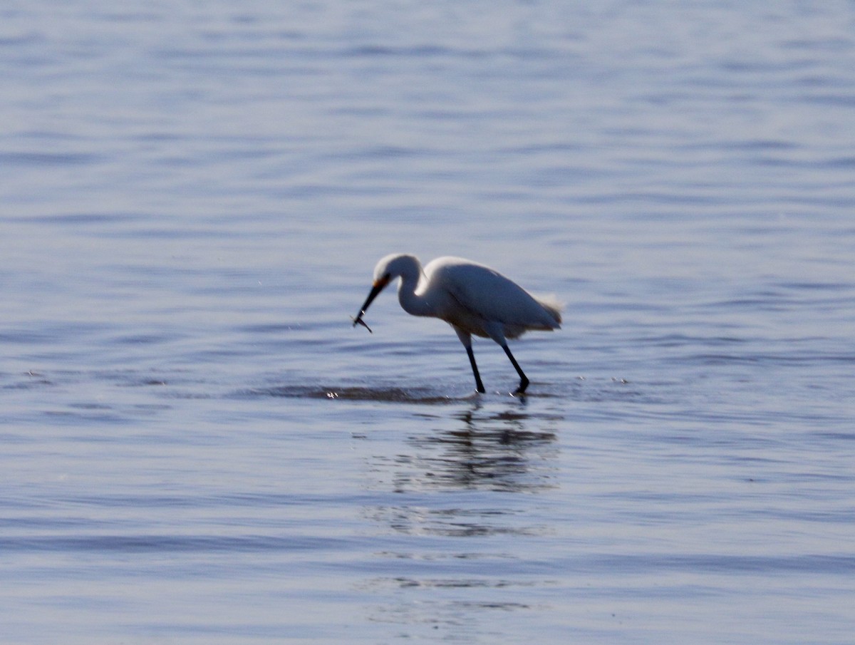 volavka bělostná - ML619925853